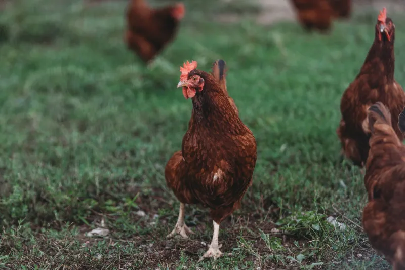 Same Bird, Completely Different Flavor: America's Regional Chicken Terroir, Explained