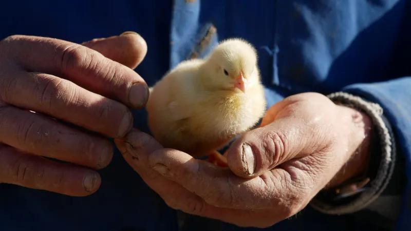 What Your Grocery Store Isn't Telling You About the Price of Chicken